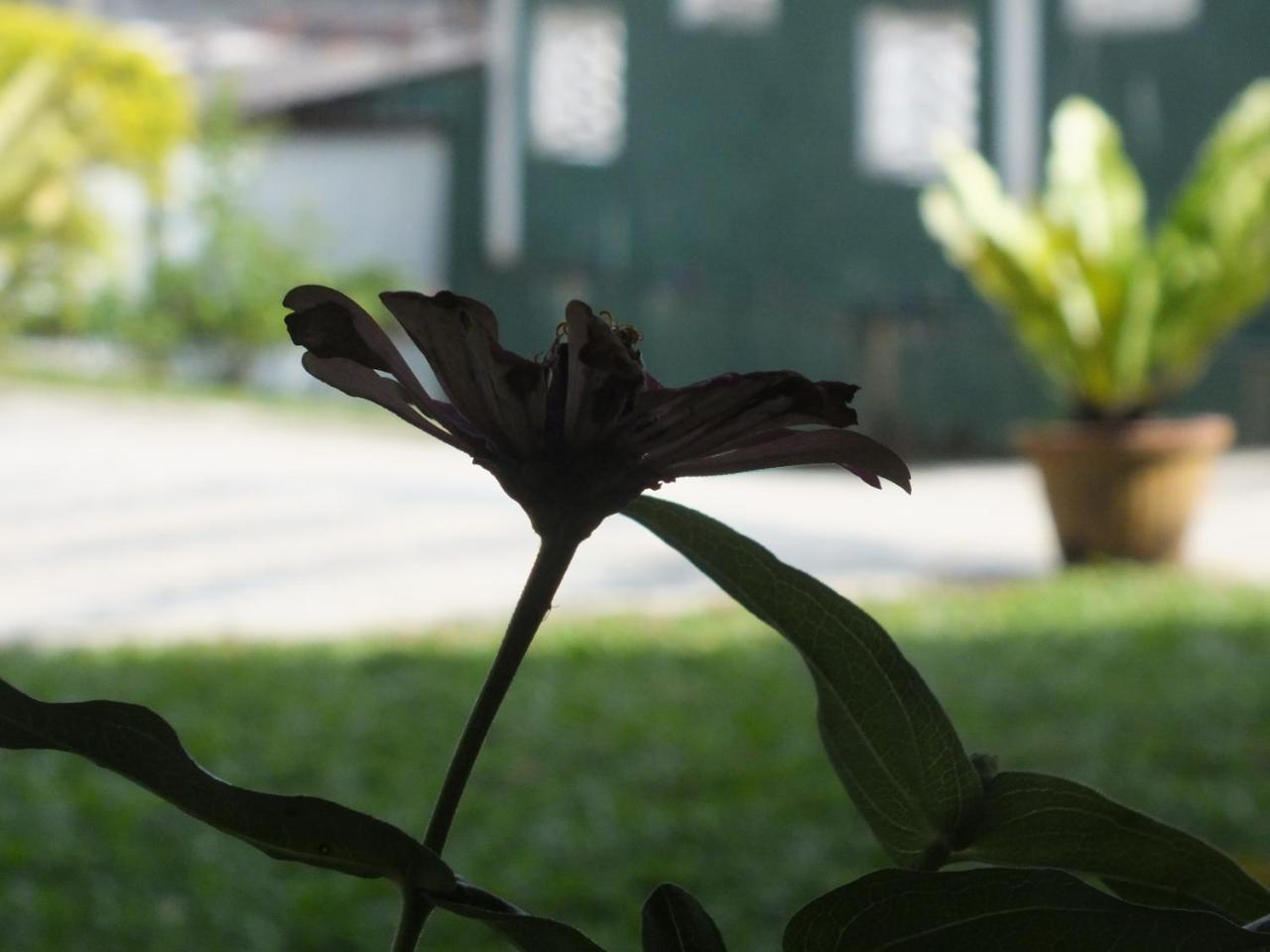 Hillsview Rest & Guest House Matale Exterior foto